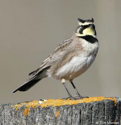 Horned Lark