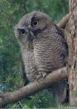 Western Screech-Owl