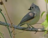  Tufted-Titmouse