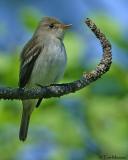 Willow Flycatcher