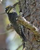 Three-toed Woodpecker