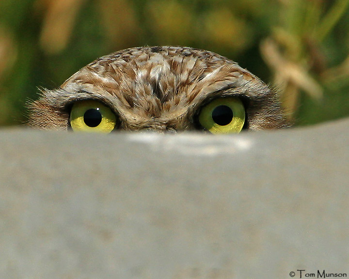 Burrowing Owl