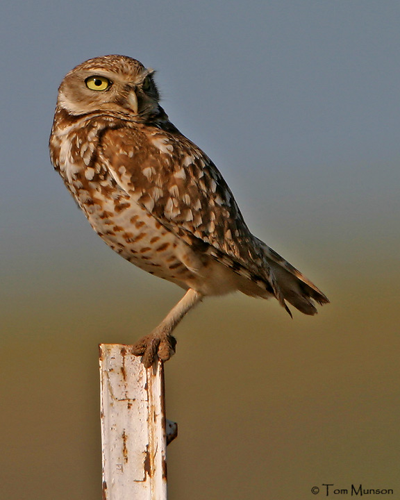 Burrowing Owl