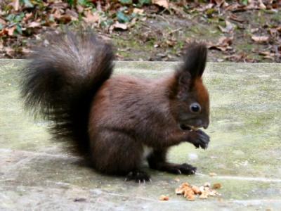 u48/clove/medium/37065679.Squirrel007.jpg