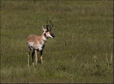 Antelope Buck