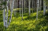 How's your Aspen?