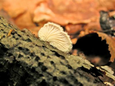 Schizophyllum commune