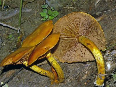 Gymnopilus spectabilis