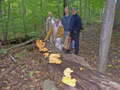 Laetiporus sulphureus