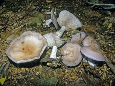 Lepista nuda