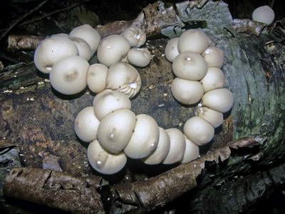 Lycoperdon pyriforme
