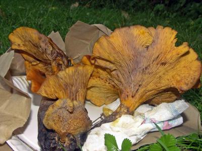 Omphalotus illudens