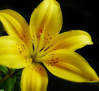 Lily and Dream effect