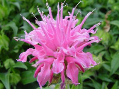 Bee Balm - Monarda