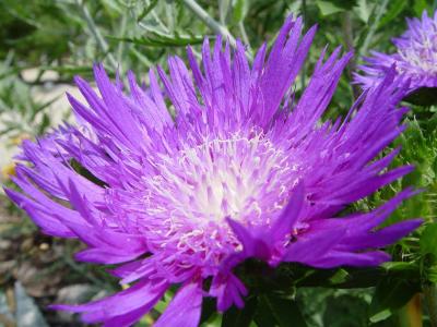 Stoke's Aster