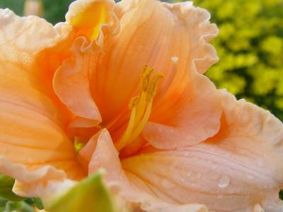 Daylilies and Lilies