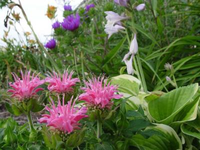 DSC04164 bee balm monarda.JPG