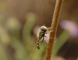 DSC07169.jpg