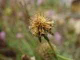 DSC07194.JPG