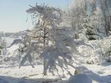 <b>V</b> is for <b>V</b>irides Maple