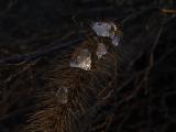 Silver and Gold<br>DSC04174.JPG