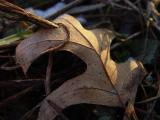 DSC04189.JPG