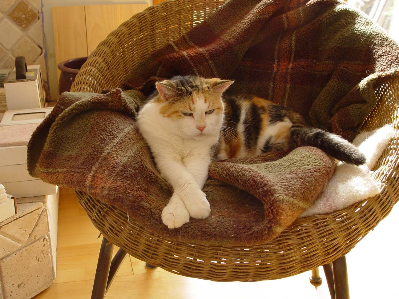 DSC02380.JPG