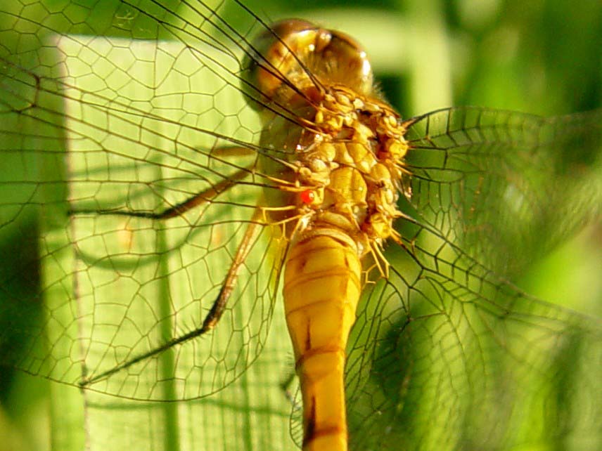 June 26, 2004<br>dragonfly<br>Day 51