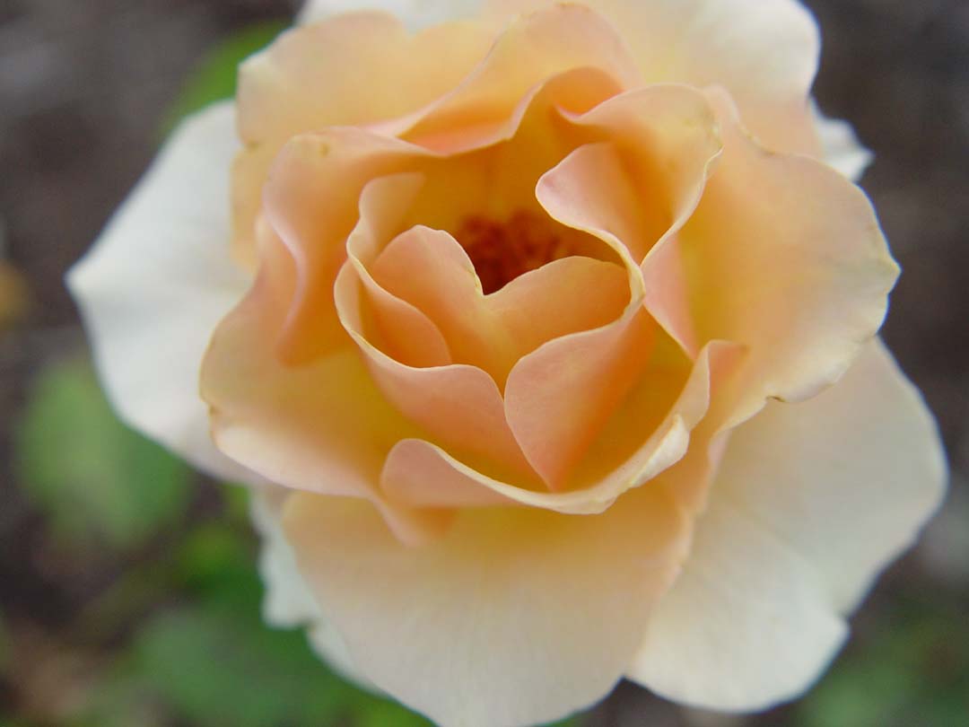 DSC03461 peach brandy.JPG