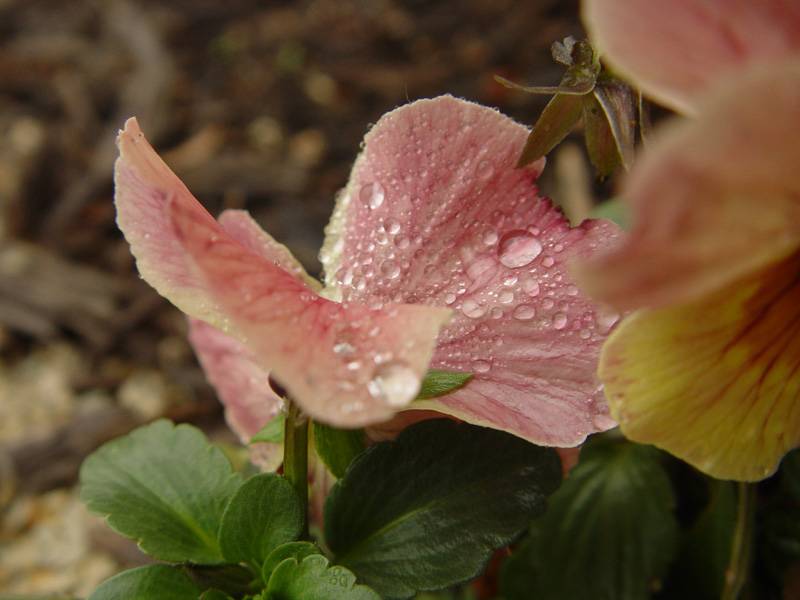 DSC07126.JPG