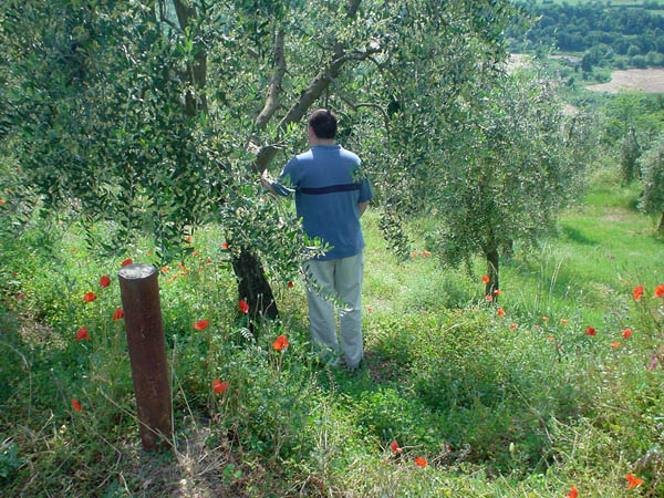 Fertilizing
