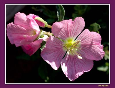 u48/cpnguyen/medium/37415907.WildFlowerDSC_0094F.jpg