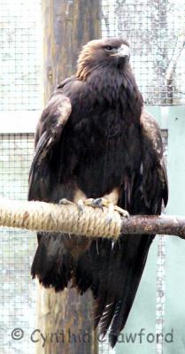 u48/creaturekinships/medium/41637265.raptorsVINSgoldeneagle.jpg