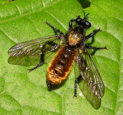Laphria sp. robber fly - view 2