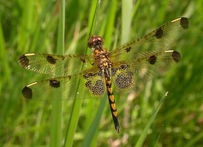 Calico Pennant -- teneral  --  male