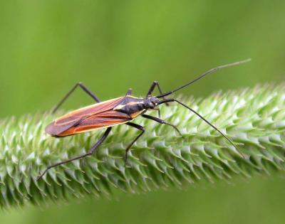 probable ID -- meadow plant bug, Leptopterna dolobrata, family Miridae