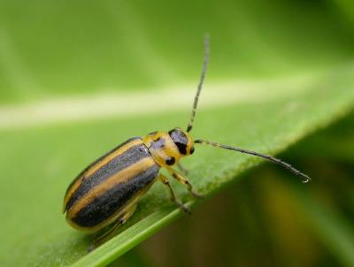 leaf beetle - no ID - Chrysomelidae?
