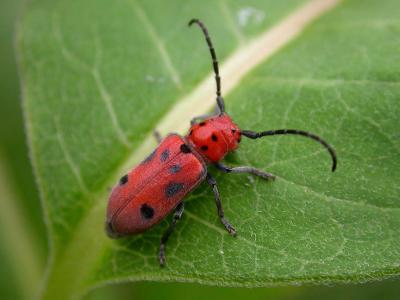 Eastern Milkweed Longhorn Beetle - 1