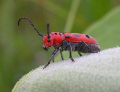 Eastern Milkweed Longhorn Beetle - 3