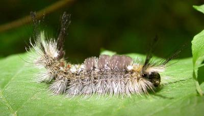 Dasychira caterpillar -- on the move  -- (perhaps D. vagans ??)