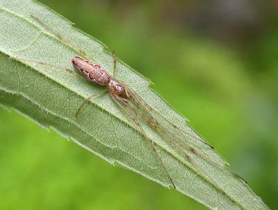Long-jawed Orbweaver Spiders - Tetragnathidae