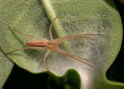 Oblong Running Crab Spider with nest