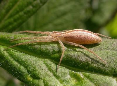 Oblong Running Crab Spider --  (Tibellus oblongus)