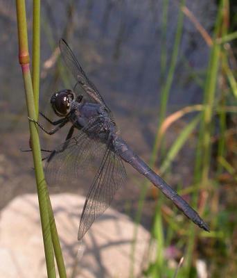 Slaty Skimmer -- view 2