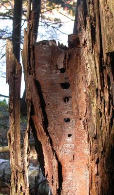 Birch bark