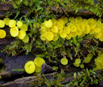 Lemon drops fungi -- Bisporella citrina