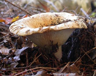 mushroom -- <i>Russula sp. ?</i>