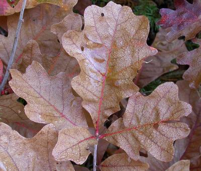 Oak leaves - 1
