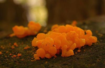 Orange jelly fungi on hemlock stump