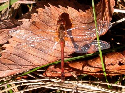 Sympetrum dragonfly